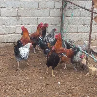 خوروس|حیوانات مزرعه|فیروزآباد (فارس), |دیوار