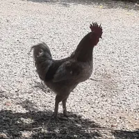 مرغ و خروس سیلور