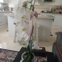 گل ارکیده