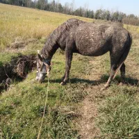 مادیان با اسب کره