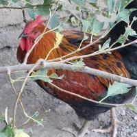 خروس محلی
