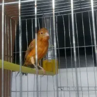 قناری ماده دارچینی اماده