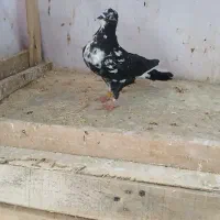 یک عدد کبوتر جوجه‌ با دوعدد خوروس لاری