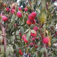 باغچه فروشی