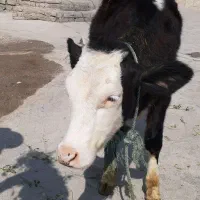 گوساله