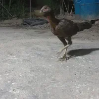 لاری