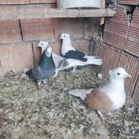 کبوتر|پرنده|سیوان, |دیوار