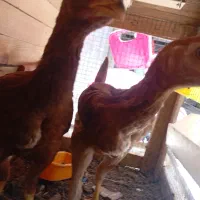 جوجه لاری اصل اوشامو