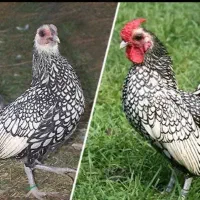 سیبرایت اسنم