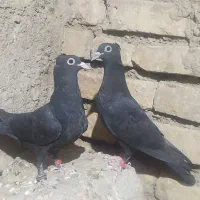 کبوتر کلاغ کلایی نوچه نر