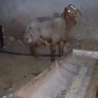 قوچ همو