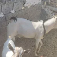 نری سومال