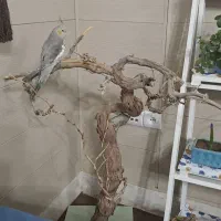 کنده رز انگور