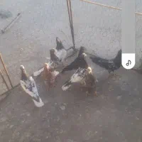 هشت عددکله