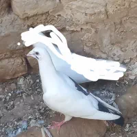 کفتر پلاکی