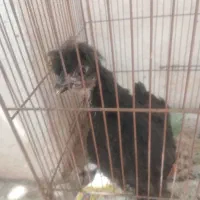 جوجه کاکل ایام سامی