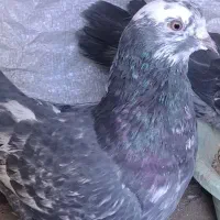 کفتر شازده
