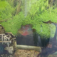 ماهی گوشت خوار