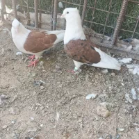 کبوتر۰