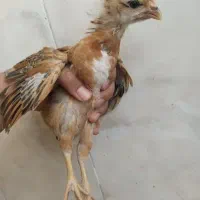 45 روزه
