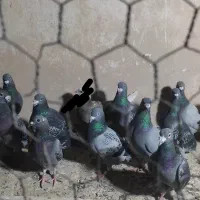 16عدد کبوتر پلاکی
