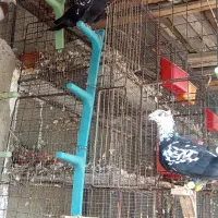 جفت سوسکی سیاه کاکلی