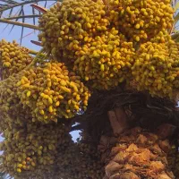 خریدار فروش رطب و خارک