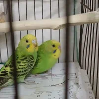 مرغ عشق