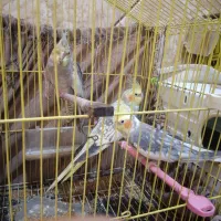 عروس هلندی