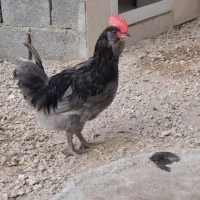 مرغ و خروس محلی پاکوتاه ریشی طاووسی