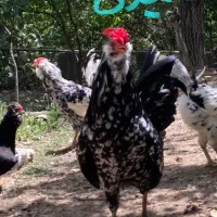 مرغ خروس جوجه نیمچه تخم نطفه دار گلین قوغاز