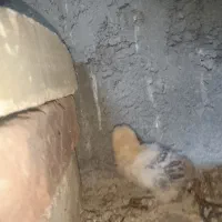 جوجه ۱ ماهه برهما