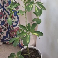 زیبا و سالم