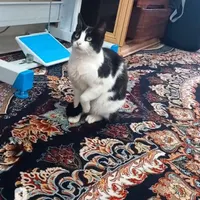 واگذاری گربه نر و ماده