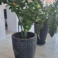 گلدان بهمراه گیاه