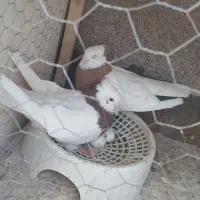 جفت طوقی درشت رو تخم به شرط