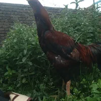 خروس لاری
