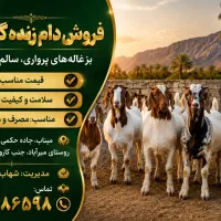 باعرض سلام تعداد کهره نر  حدود 250عدد