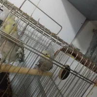 یک جفت عروس هلندی مولد