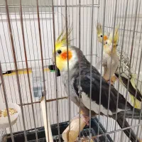 یک جفت عروس هلندی بادارو و سرلاک