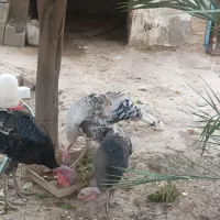 بوقبلمون