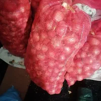 پیاز|خوردنی و آشامیدنی|قوچان, |دیوار