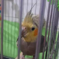عروس هلندی نر
