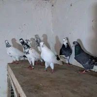 کبوتر تیروخردادماهی گرفته شده