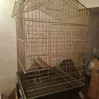 قفس کاسکو و عروس هلندی