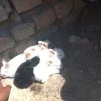 جوجه خرگوش
