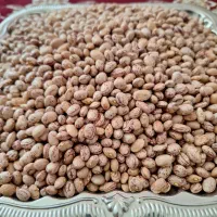 حبوبات درجه یک وقیمت عمده