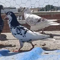 کبوتر