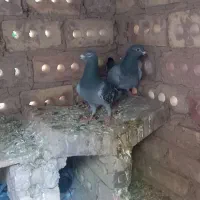 کفتر|پرنده|آیسک, |دیوار
