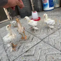 جوجه کوشین ، برهما ، ویاندوت